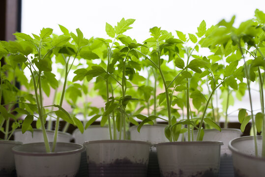 Closeup of potted seedlings growing in the window