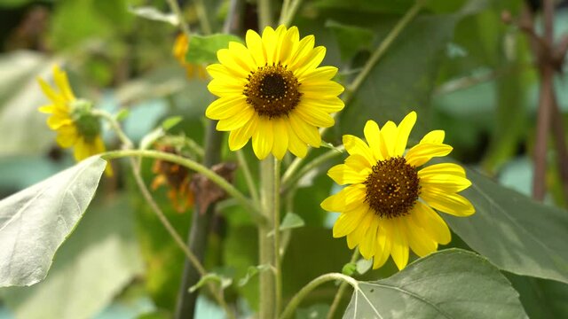 Beautiful yellow sunflowers on green background of leaves and sunflower plants.
