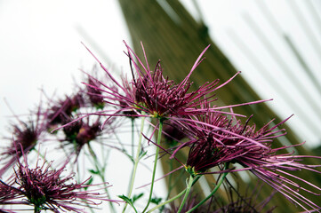 Lahr, »Chrysanthema«: Blumenfestival von Mitte Oktober bis Anfang November: Slogan: »Die Stadt,...