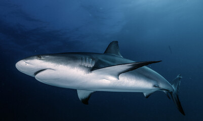 caribbean reef shark