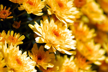 Obraz premium Lahr, »Chrysanthema«: Blumenfestival von Mitte Oktober bis Anfang November: Slogan: »Die Stadt, die im Herbst blüht.« Eine Auswahl an Arrangements und Dekorationen zwischen den Jahren 2010 bis 2019..