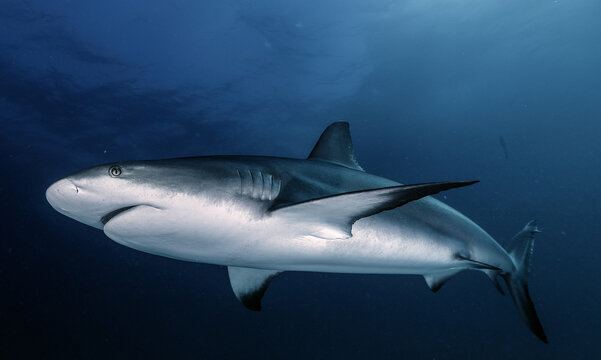 caribbean reef shark
