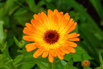 orange camomile flower bed