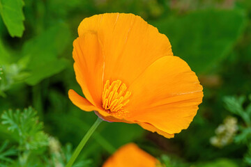orange mac macro photo