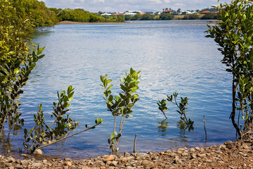 Mangroves On The River Bank