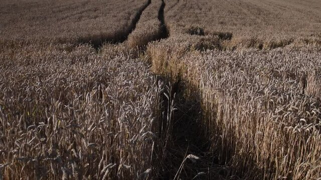 Landscape of ripe ears of wheat shaking by wind. Agricultural field