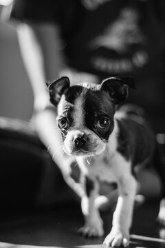 Bruce the Boston Terrier puppy