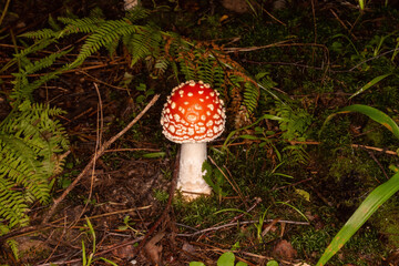 red fly agaric forest