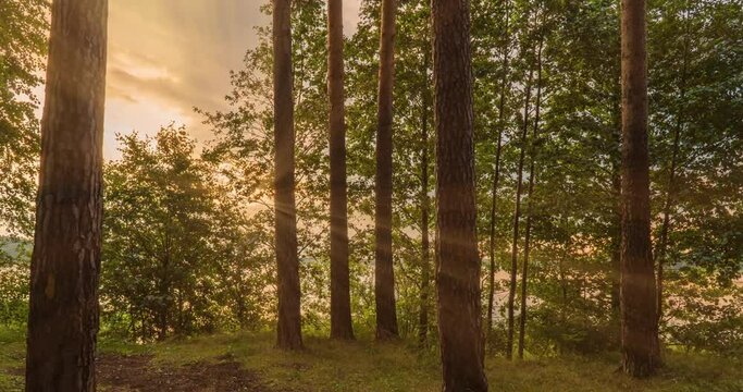 Hyperlapse on the lake shore during sunrise with dense cumulus clouds, beautiful summer landscape, camera movement along the shore between trees
