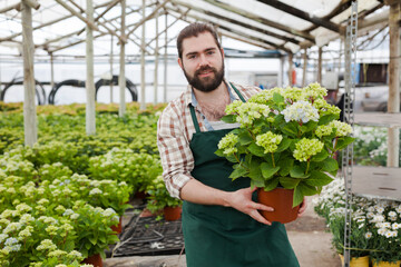 Smiling florist holding potted blooming hydrangea in glasshouse, satisfied with his plants