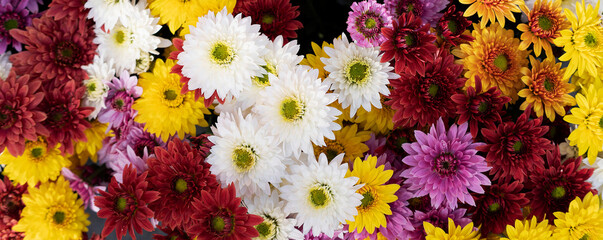Lahr, »Chrysanthema«: Blumenfestival von Mitte Oktober bis Anfang November: Slogan: »Die Stadt,...