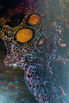 Liverwort marchantia aritheidis spermatangium