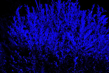 flowers in clavicle, night