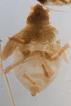 Nymphaea of aphid