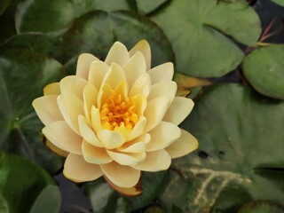 Beautiful waterlily flower, yellow Nymphaea, lotus blooming on pond