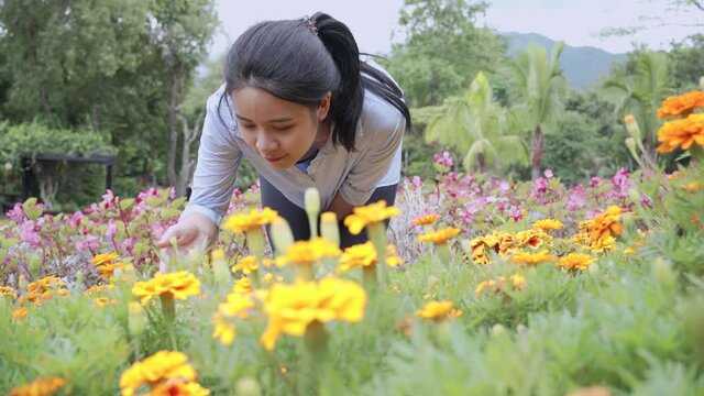 young Asian woman touch and smell on beautiful yellow flowers bushes, feeling when walking inside flora garden farm, happy enjoyment scene, relaxing travel holiday vacation, flower plantation 