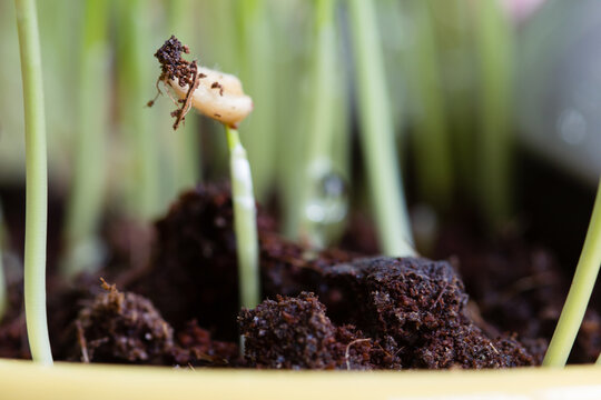 Macro of sprouting plant in spring
