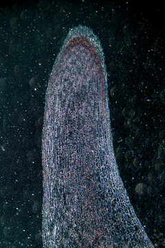 broad bean cells vicia faba root tip