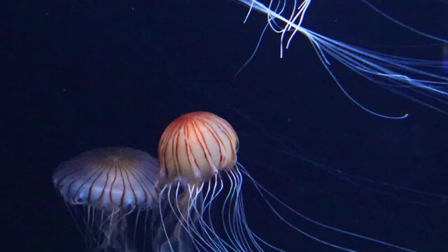 触手の長いアカクラゲ