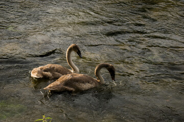 Two grey young swans looking for food in the river