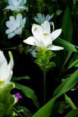 Fototapeta na wymiar White Siamese flowers,Kracheaw flower, taken at close range, behind a green leaf.