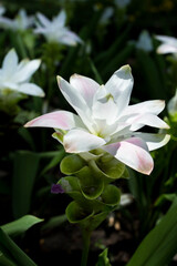 White Siamese flowers,Kracheaw flower, taken at close range, behind a green leaf.