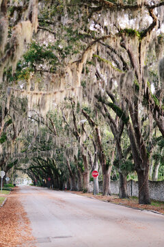 Live Oaks in Saint Augustine, Florida