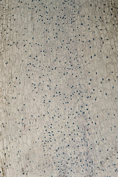 broad bean cells vicia faba root tip