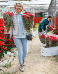 Fototapeta na wymiar Portrait of happy woman with potted Euphorbia pulcherrima (poinsettia) in glasshouse on background with red flowering field