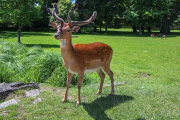 Naklejka na ściany i meble European fallow deer in the field of Blatná chateau
