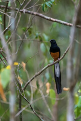 White-rumped Shama - Copsychus malabaricus, beautiful iconic  perching bird from Asian forests, Sri Lanka.