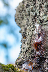 Closeup view on a resin flowing from the tree trunk. Bleeding tree. Selective focus on damaged bark.