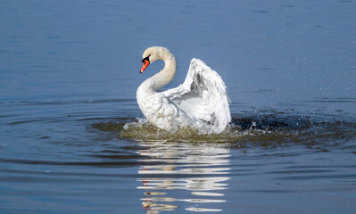 swan on the water