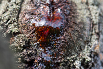 Closeup view on a resin flowing from the tree trunk. Bleeding tree. Selective focus on damaged bark.