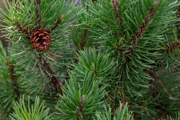 Selective focus on open pine cone on a pine tree of firtree in the wild nature in the forest. Beautiful nature background, copy space. Space for text.