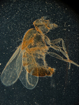 Male Drosophila ruit fly