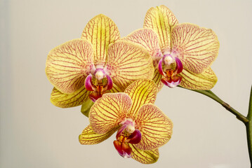 Orquideas.