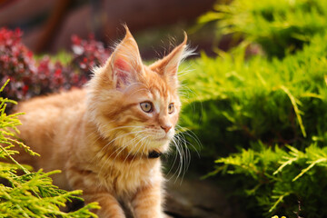 kot maine coon © Jarek W