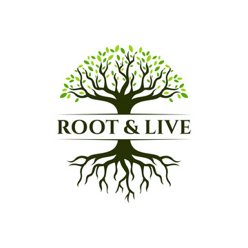 Root & Tree logo design. Vector silhouette of a tree.