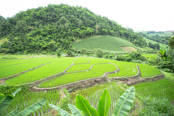 Rice Terraces Nearby A Mountain