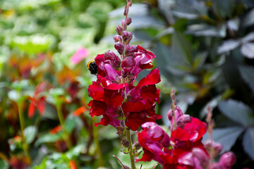 Botanischer Garten in Gütersloh im August, Blumenbeet mit Löwenmäulchen - 