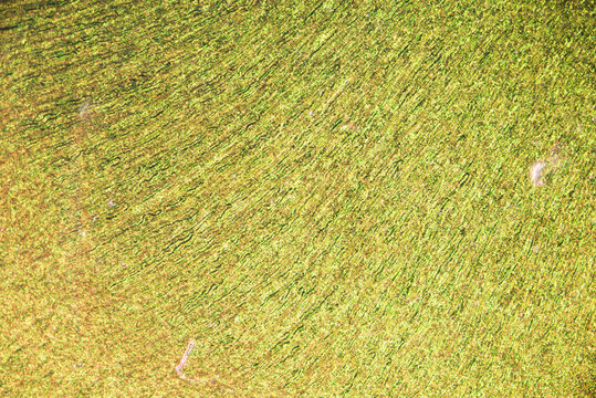 Kidney of animal rabbit