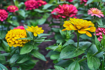 yellow and red flowers in the city garden