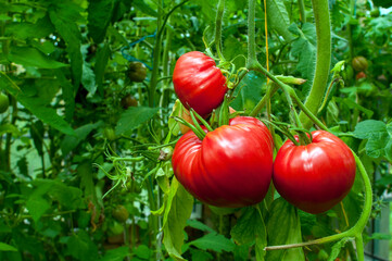 delicious and red tomatoes natural