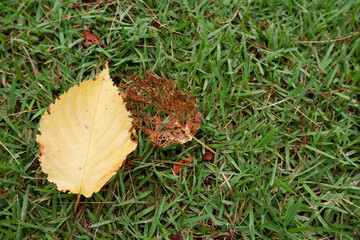 Autumn leaves on green grass for design and wallpaper , 青い芝生と落ち葉