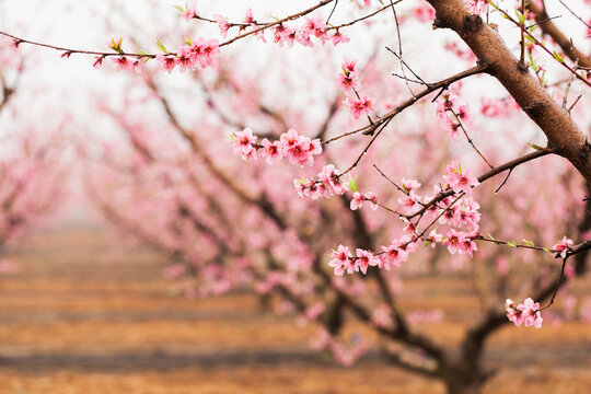 peach tree blossoms in an orchard