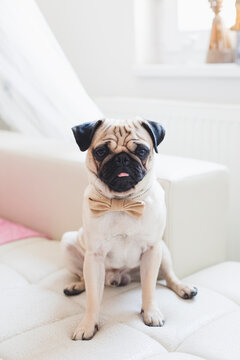 Pug-dog posing with a bow tie