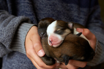 three lovely puppy sleep in palm