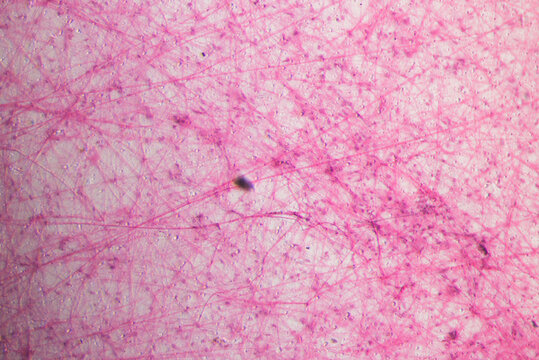 Loose connective tissue section