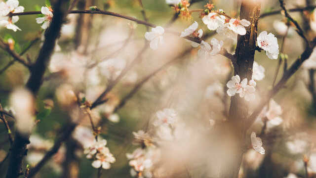 Peach blossom